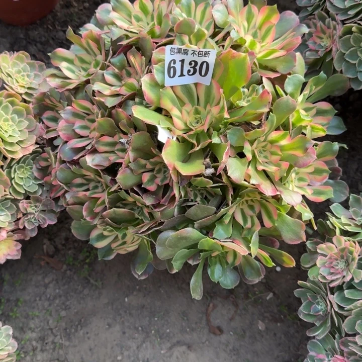 法师香妃16-31 6130