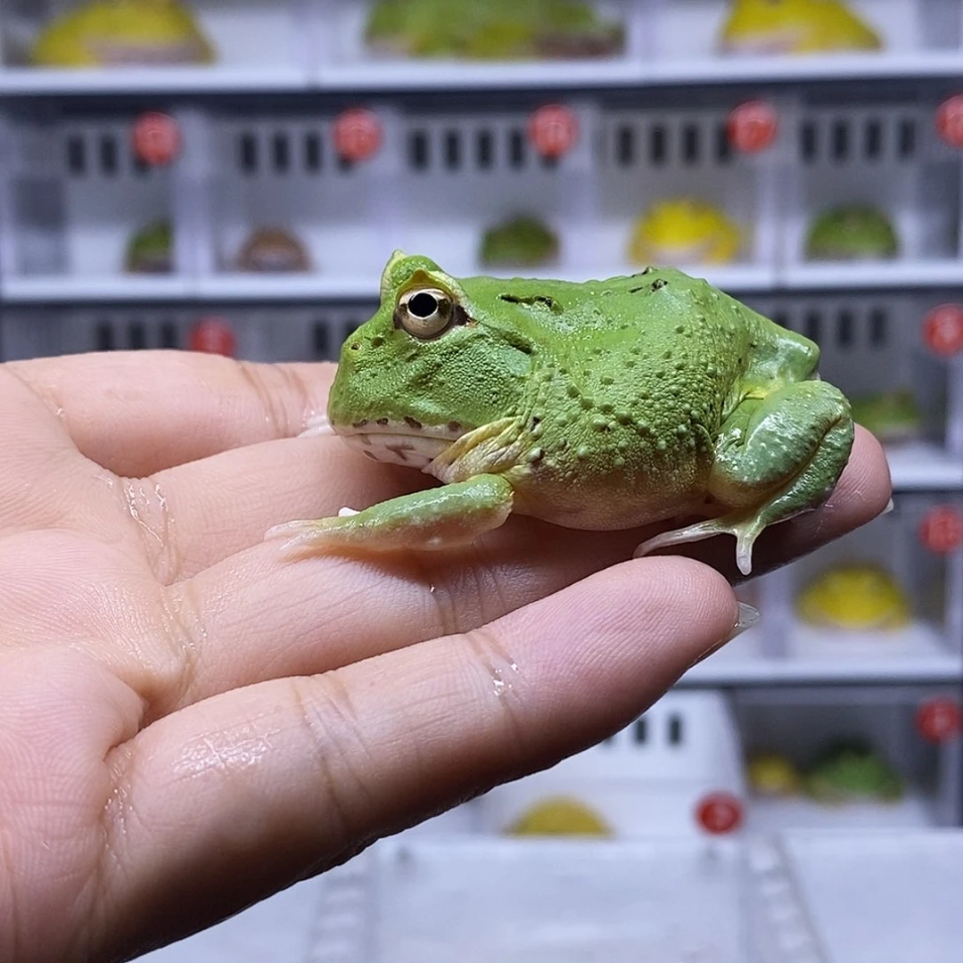 角蛙抹茶小一只40