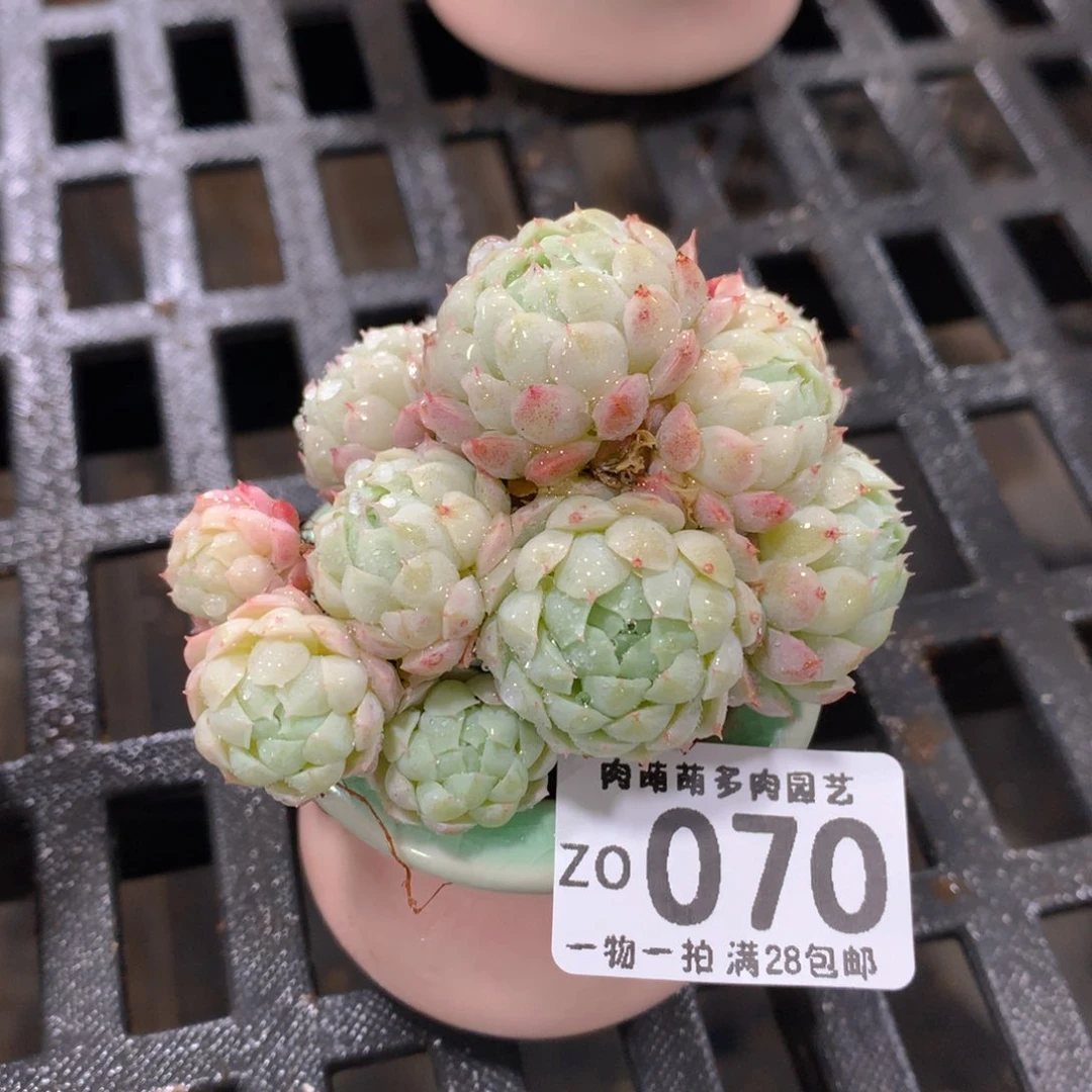 肉萌萌拇指盆精控多肉ZO070