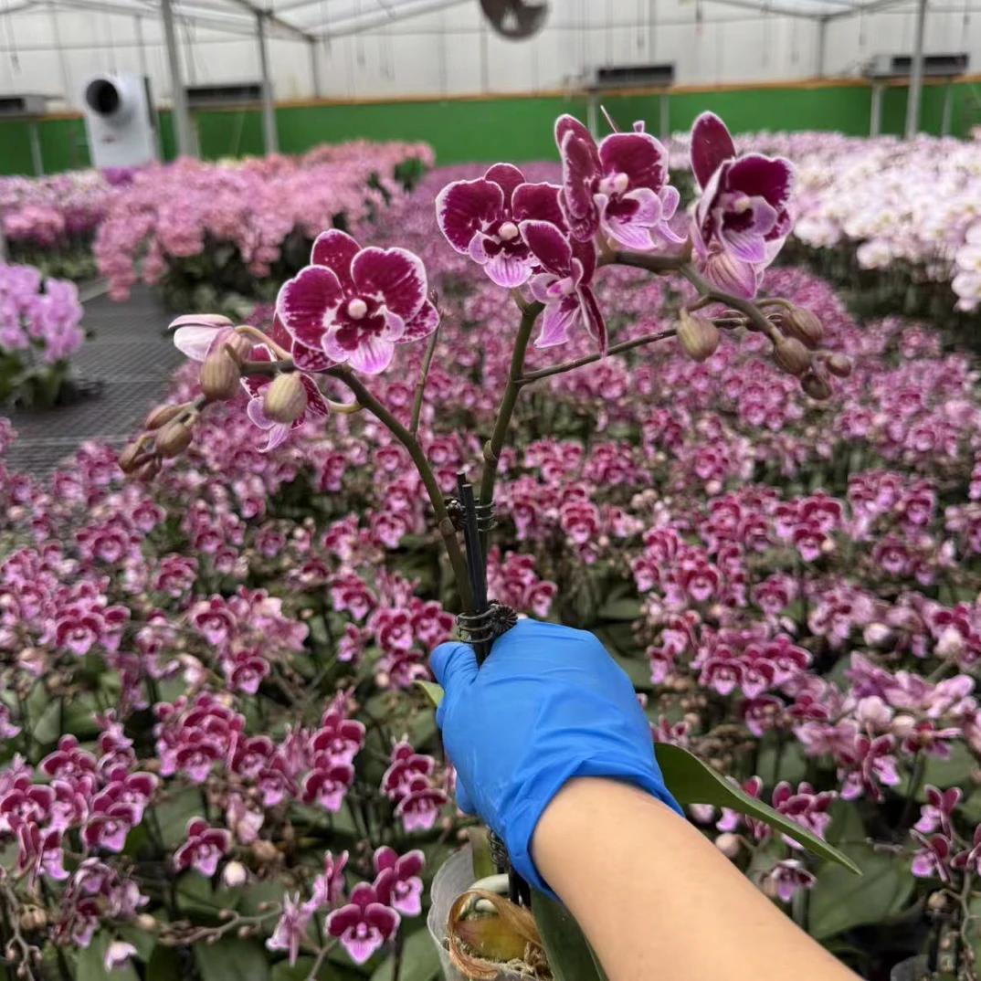 蝴蝶兰【绅士】双花剑  室内花花 广州基地直发