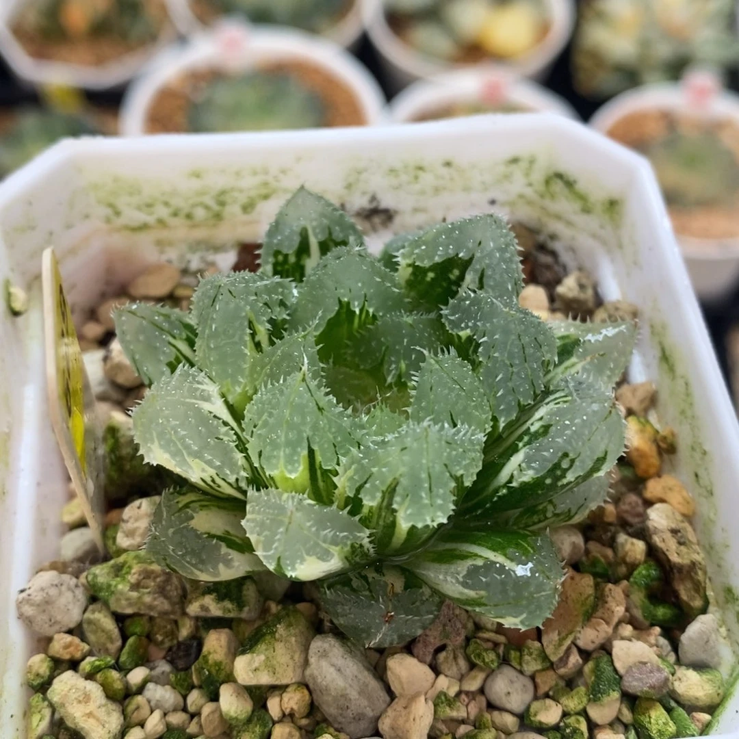 不开花植物629玄冰