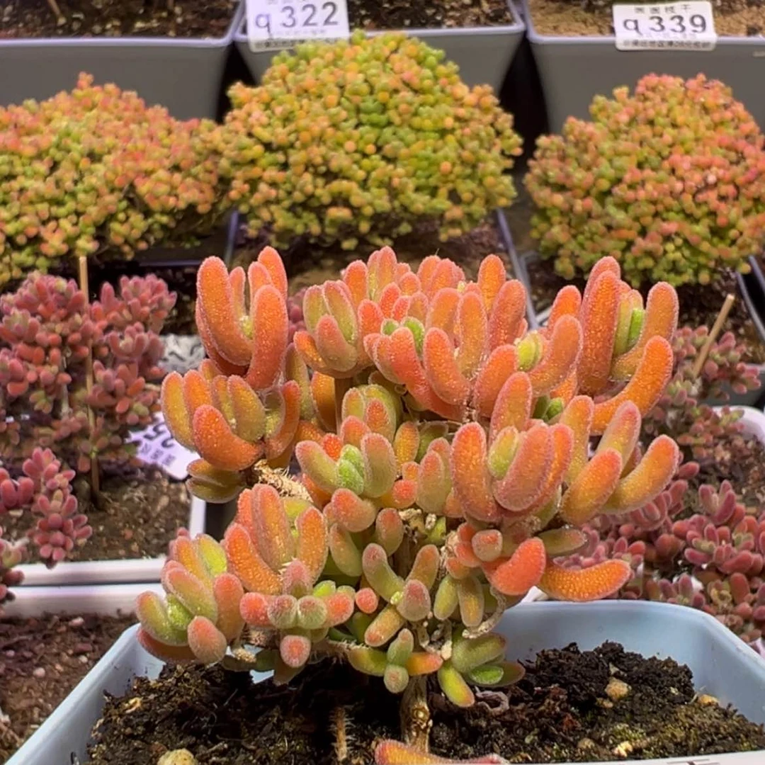 【闪购商品】q373b不确定是啥半场福利价