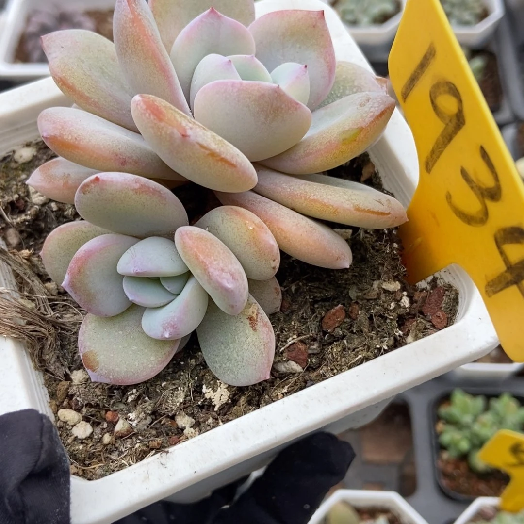 1934奶茶多肉植物多肉