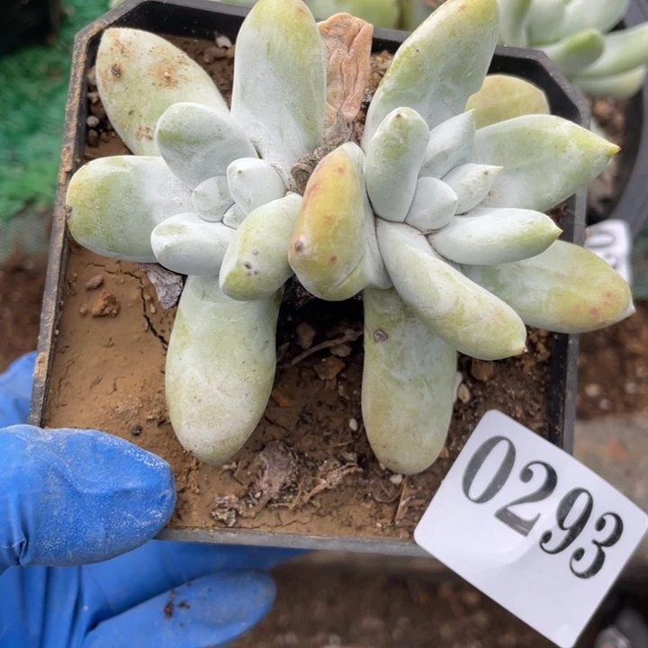 293号拇指多肉植物