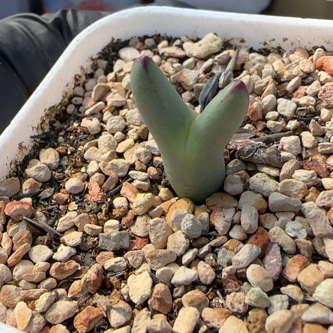 多肉植物皮卡丘54号