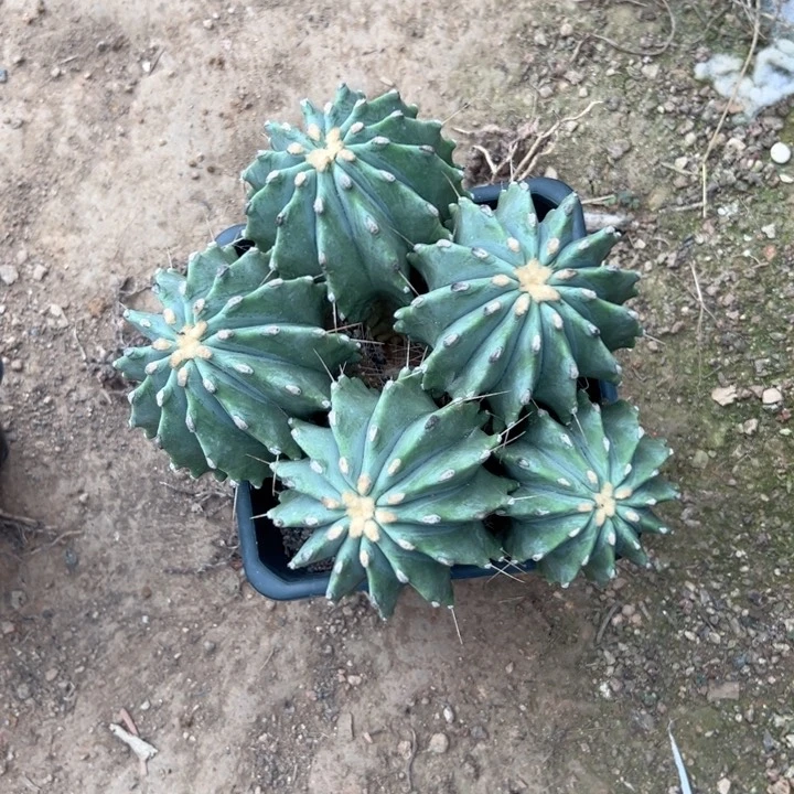 恬***后恭喜发财恭喜发财