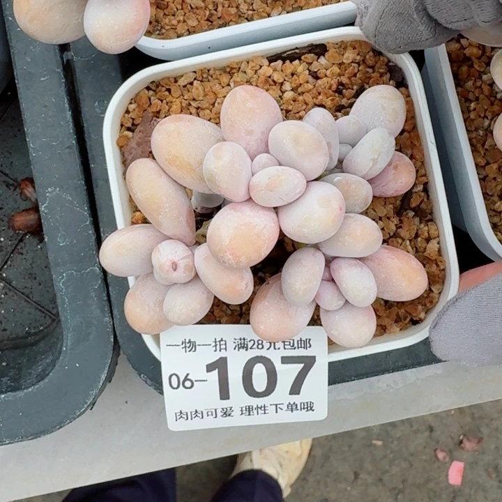 蛋黄奶多肉无盆土发货多
