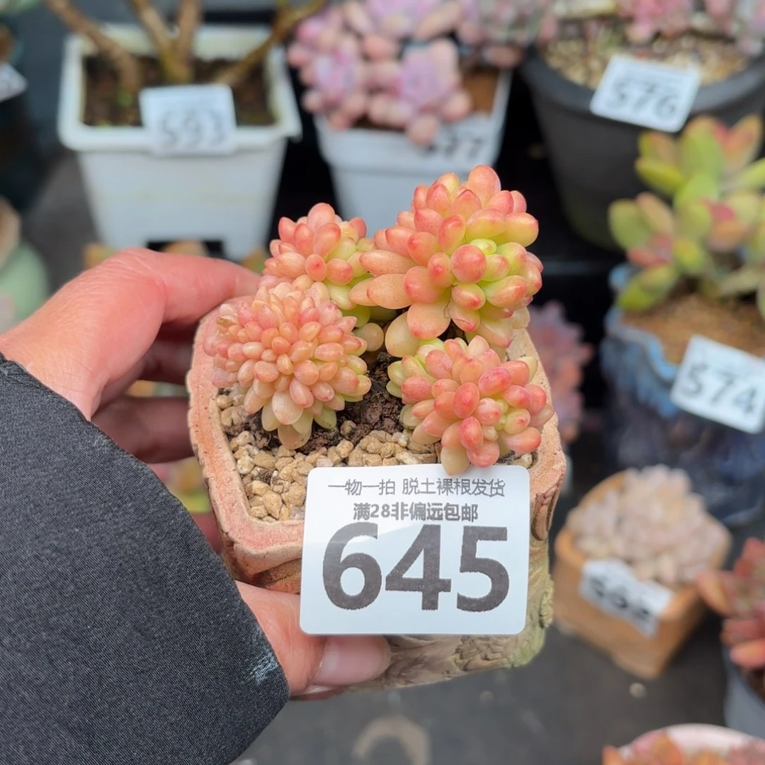 香格里拉缀化无盆土发货