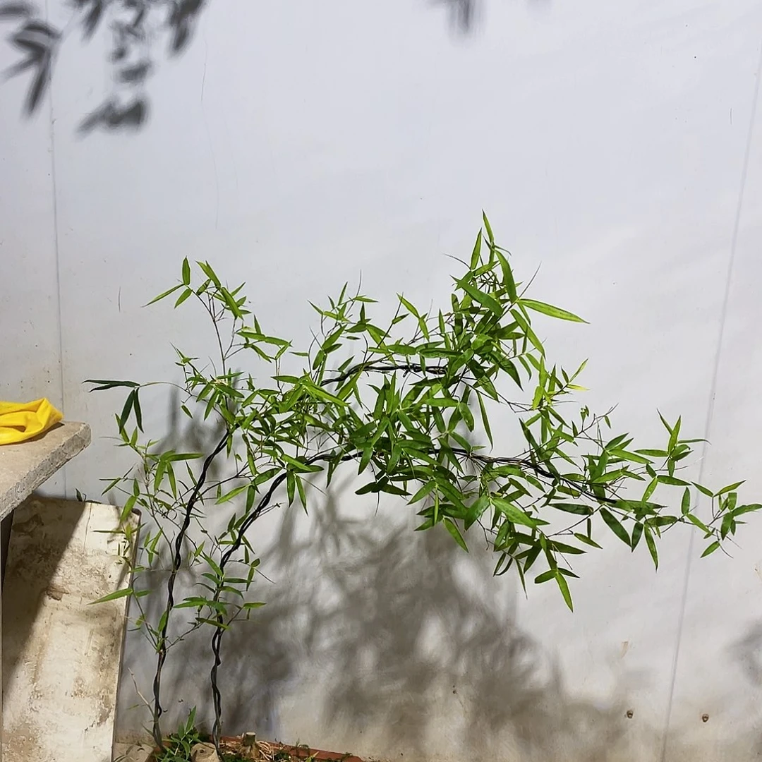 小叶簕竹熟桩陶瓷盆一物一拍