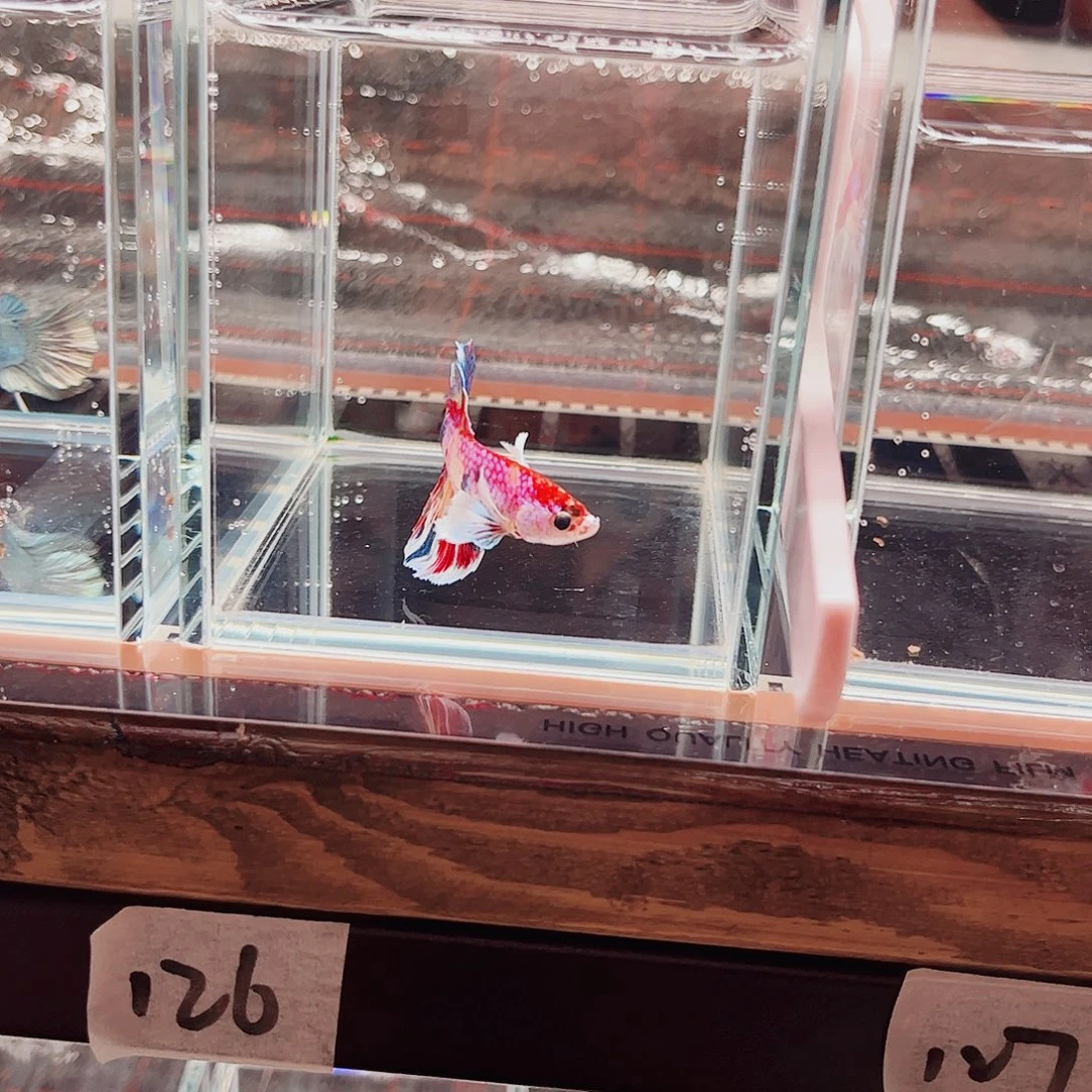 M***r海水鱼宙斯斗鱼竞拍11-16