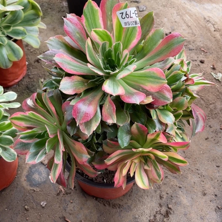 792光辉多肉12345789