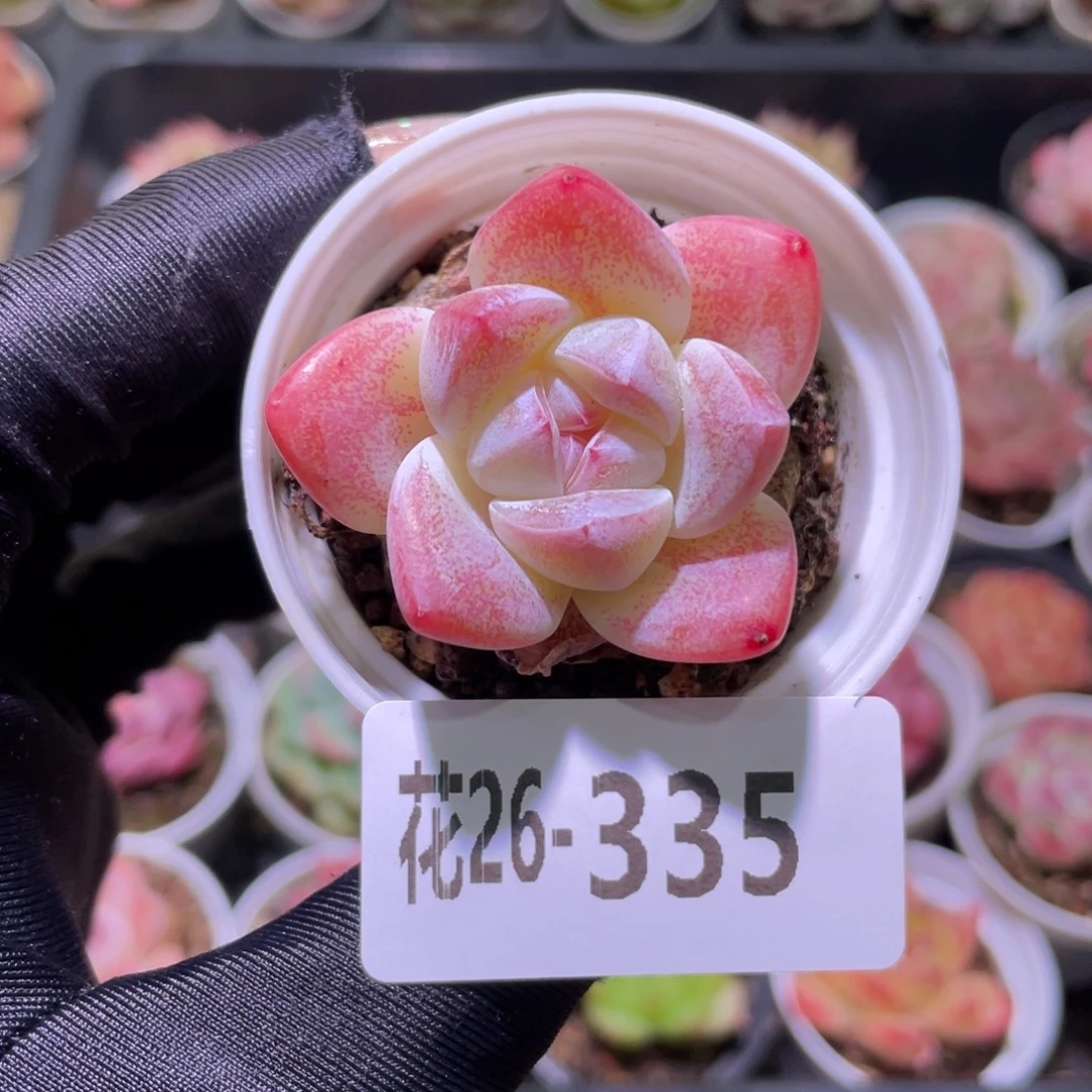 花利美26-335冰玉