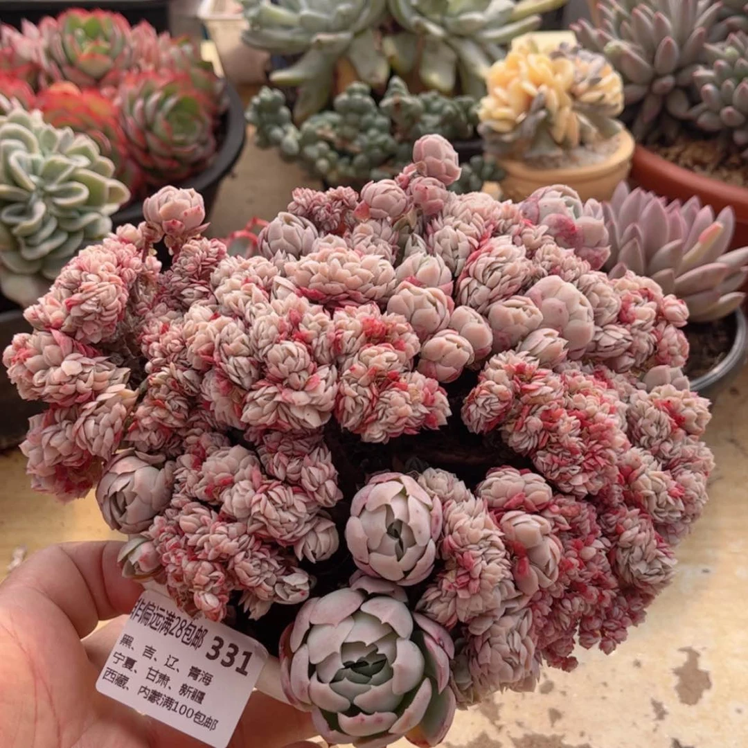 【闪购商品】331贝瑞缀