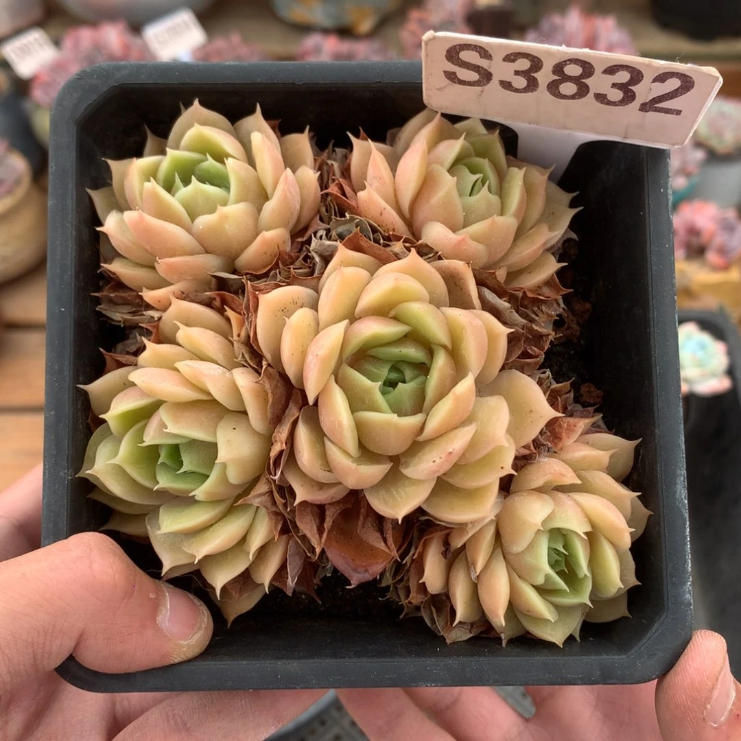 S3832 昂斯诺老桩 不包整 11cm 土球发