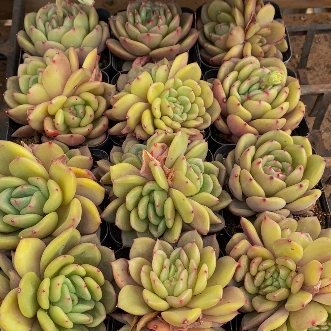 219多肉植物保护研究所所长助理研究员