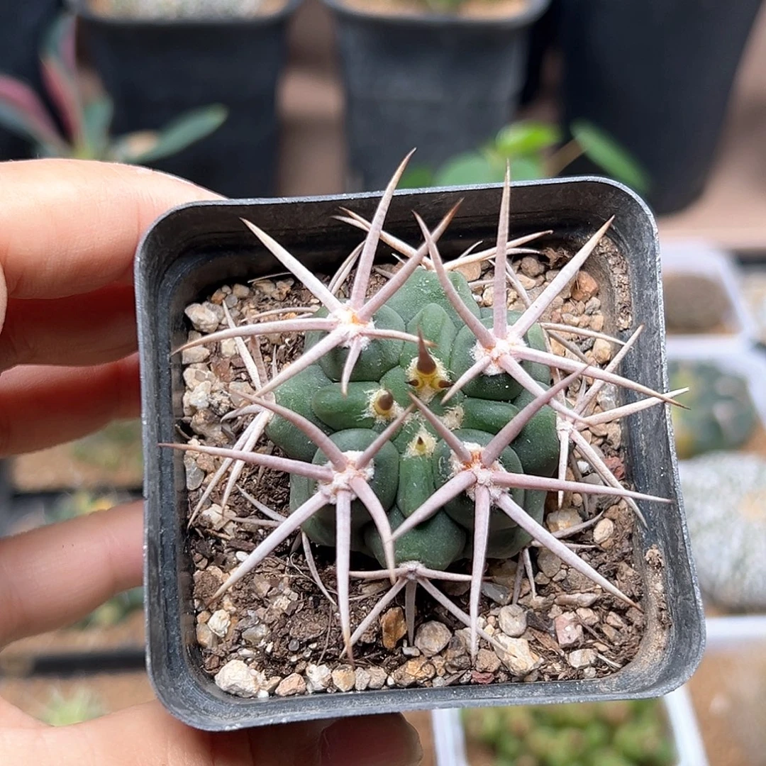 无花朵碧岩玉实生球4CM