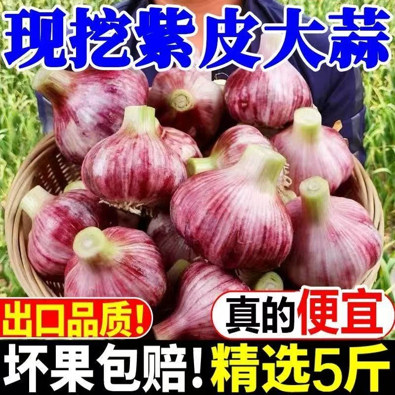 【新鲜大蒜】2025年河南开封现挖新鲜紫皮大蒜  多瓣大蒜5斤