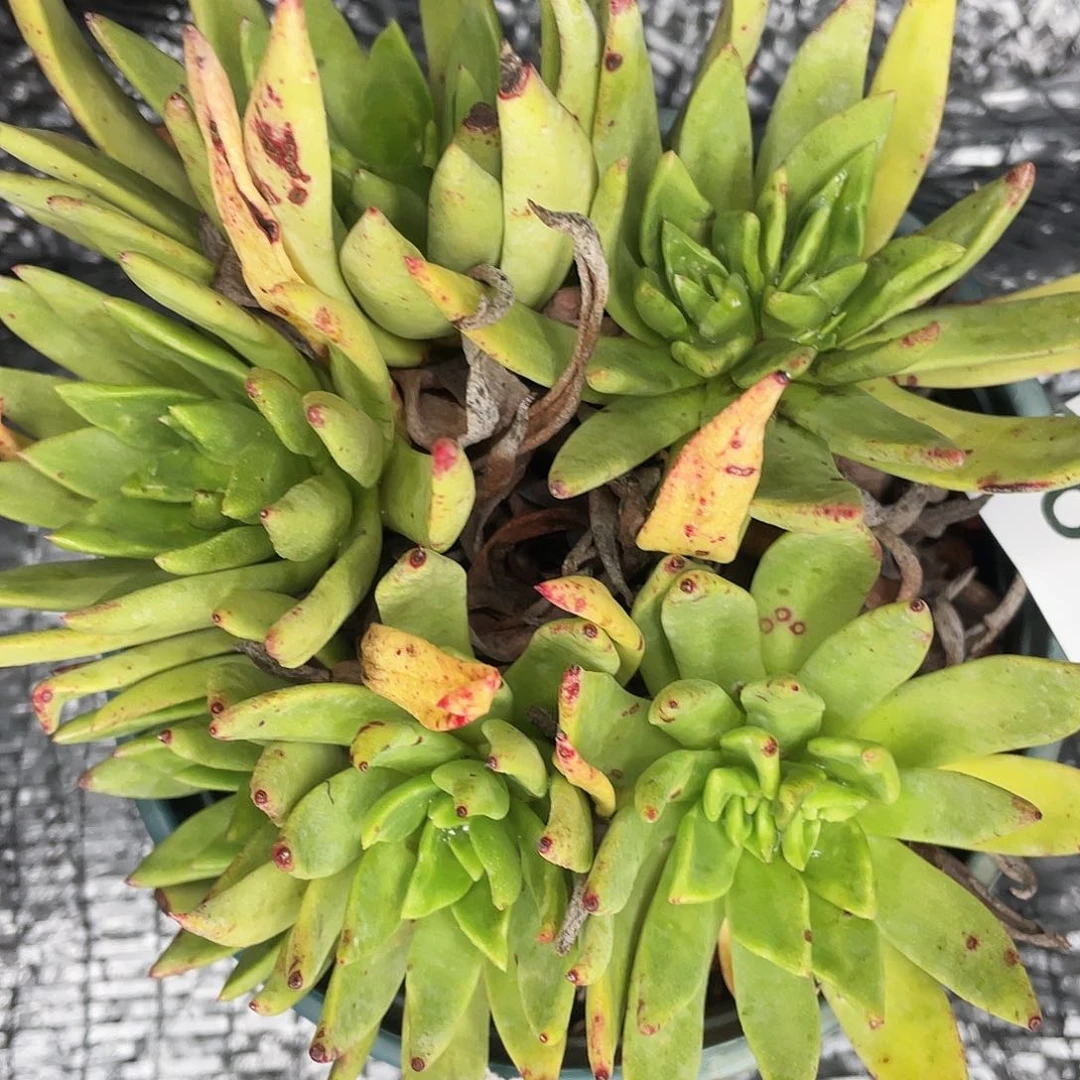 轻钢苹果叶老桩8667