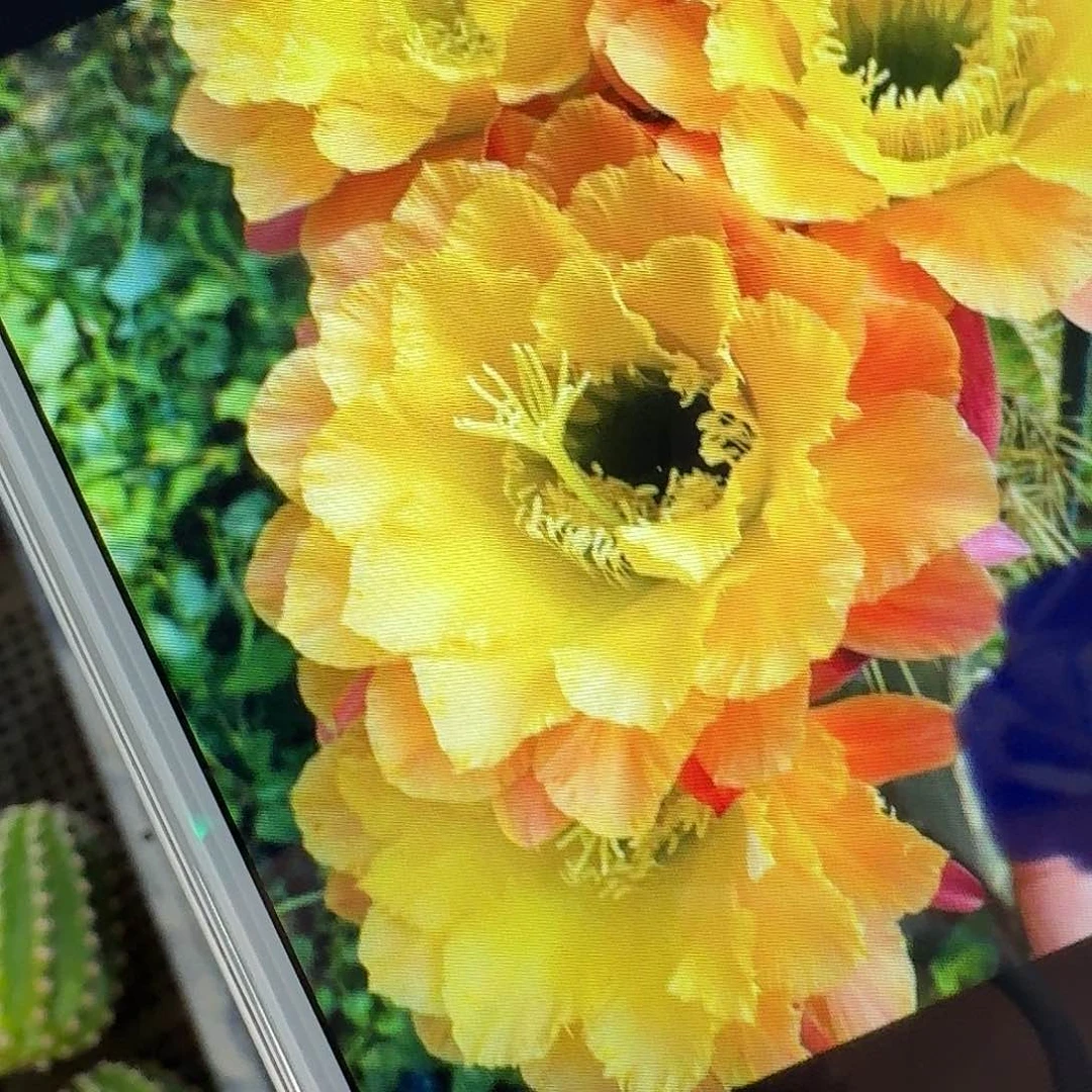 584 侧芽5公分毛花柱仙人球