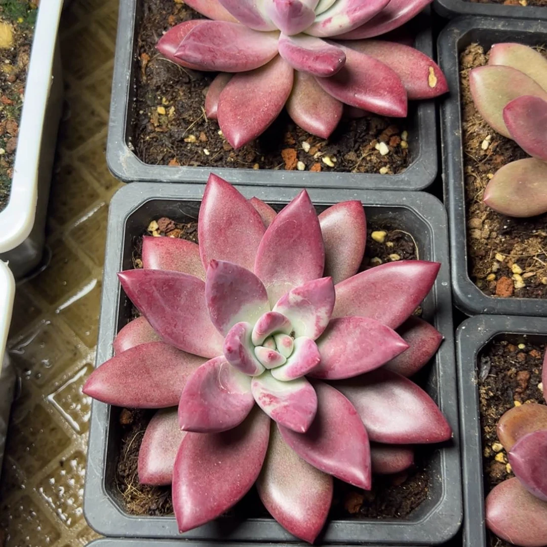 【闪购商品】赫菲斯托多肉39.8