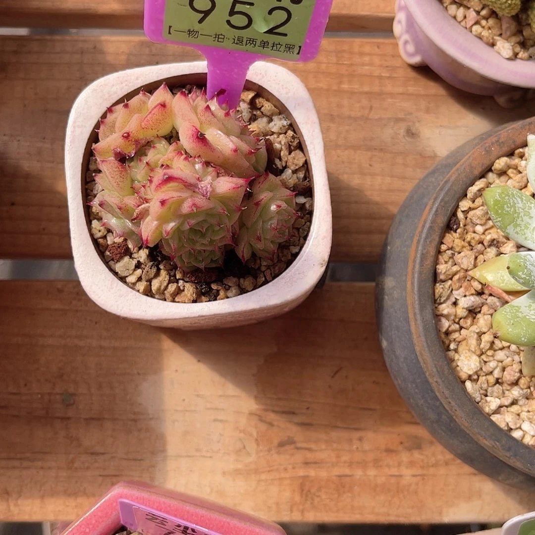 云尘多肉一物一拍952