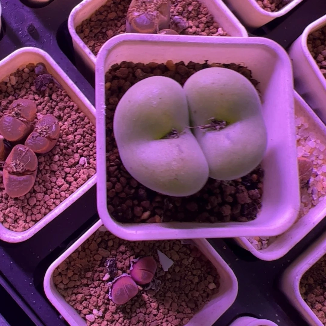 咸***中多肉植物肉锥空卡佛