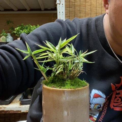 红陶一物一拍所见即所得107