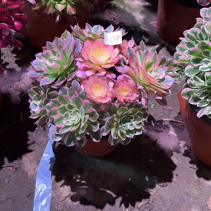 多肉植物海鲜00174