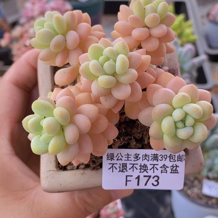 洛可可8cm173多肉植物