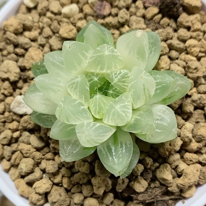 【闪购商品】48糊斑雪花玉露锦