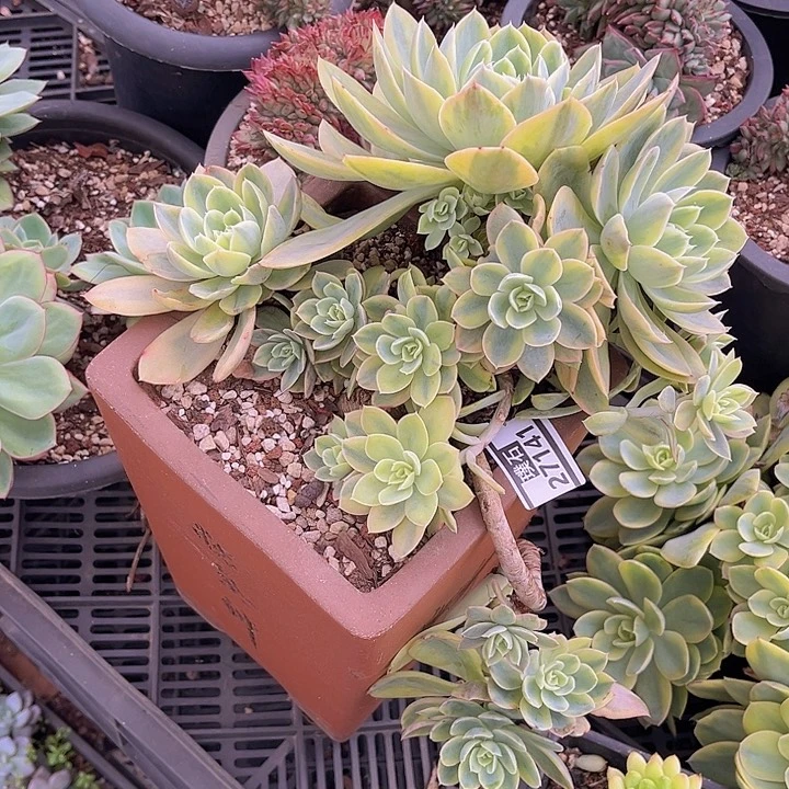 丝绸锦27141多肉植物
