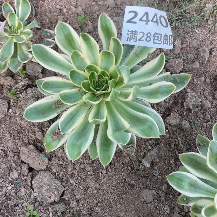 2440三号棚清莲多肉植物K