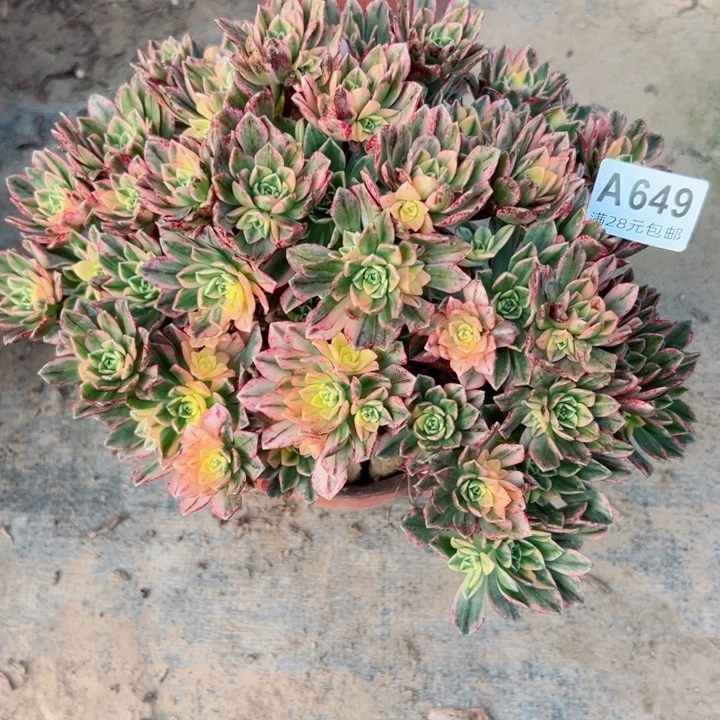 649甜茶多肉植物