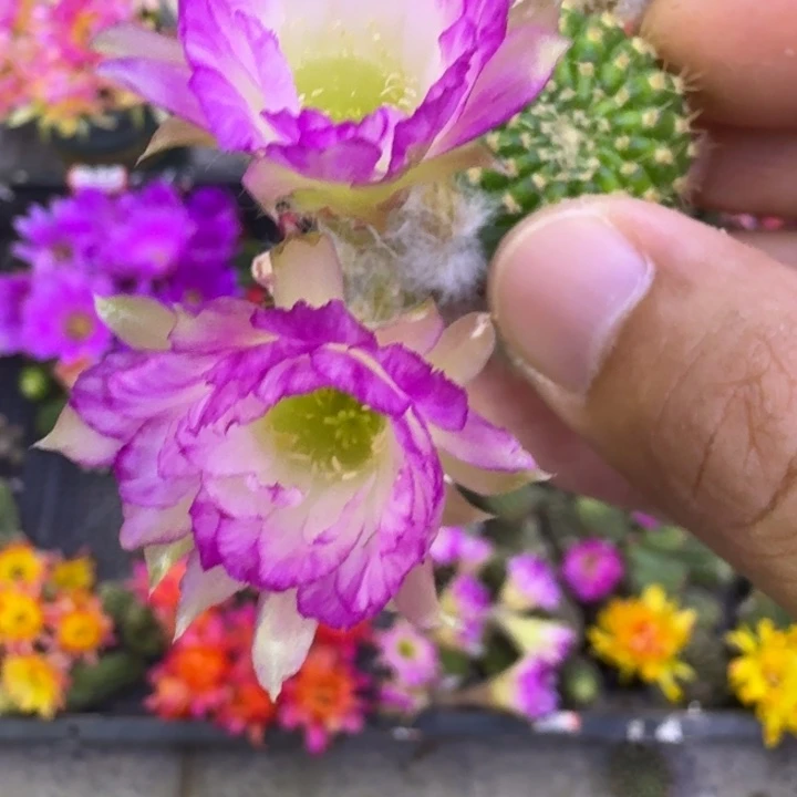 344丽花139歪3公分左右无根侧牙，20包邮