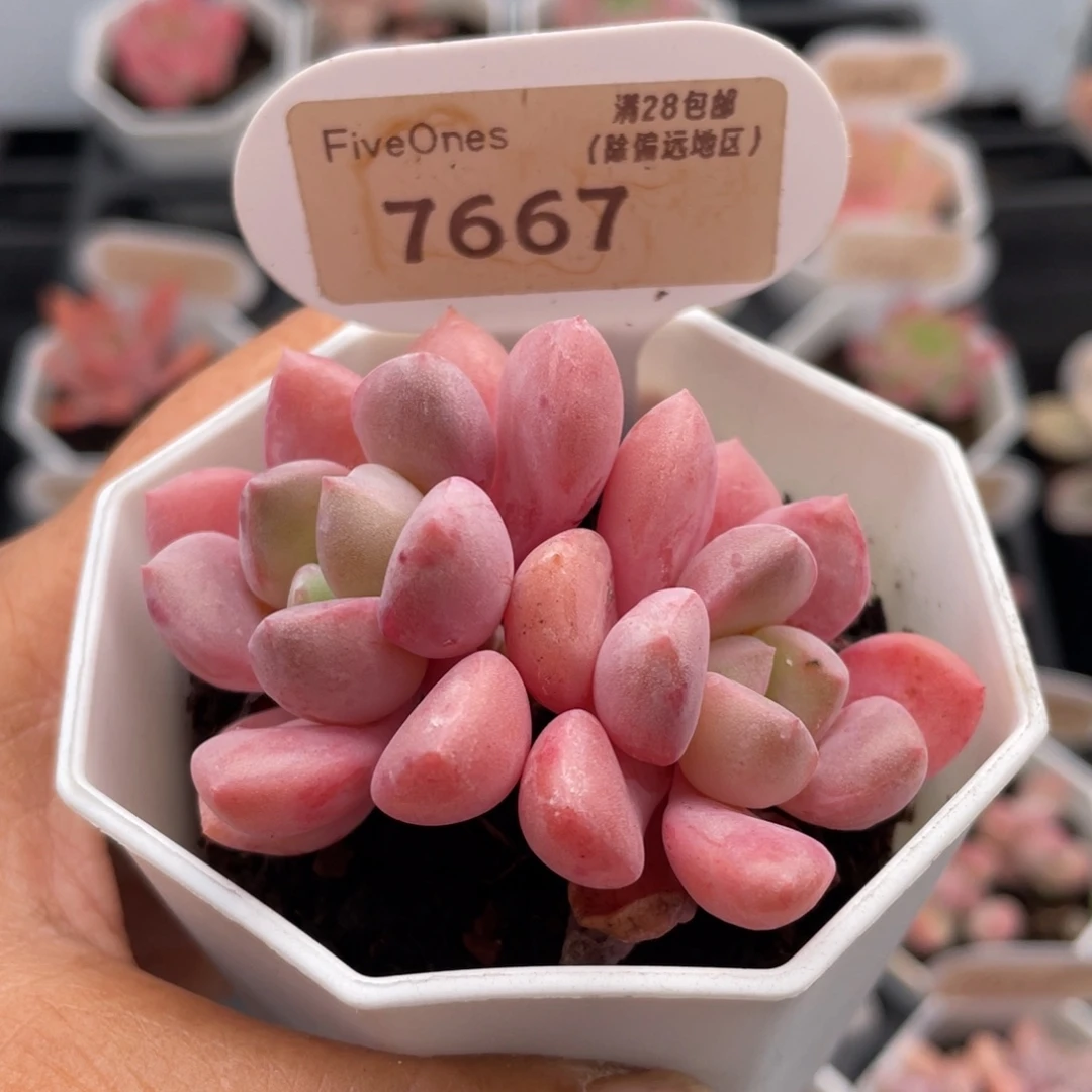 白鹭7667-6.0厘米