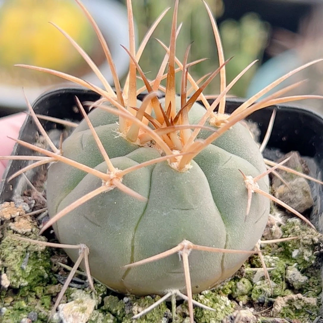 实生 光淋玉仙人球