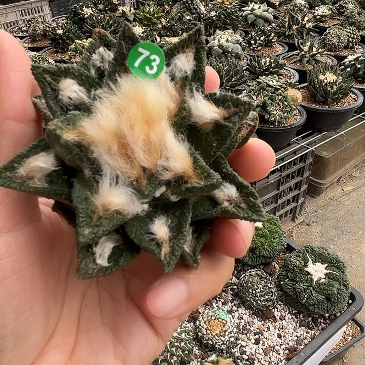 袖蒲苗接落地仙人球73