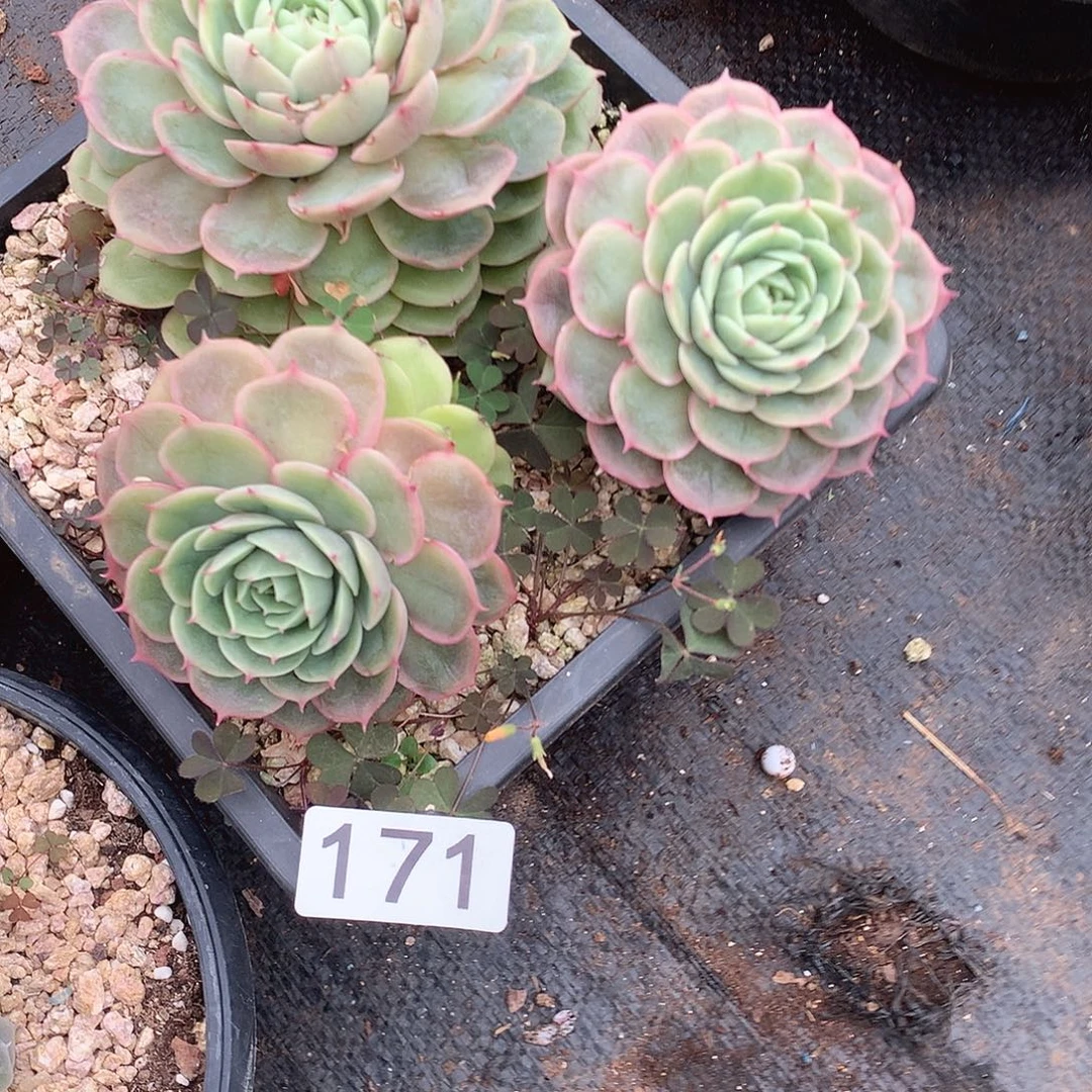 171 一物一拍多肉