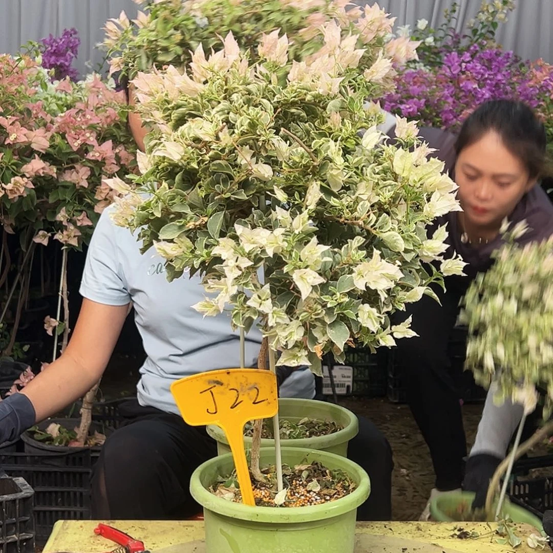 就***瑟大部分花苞少量开放J22少女心