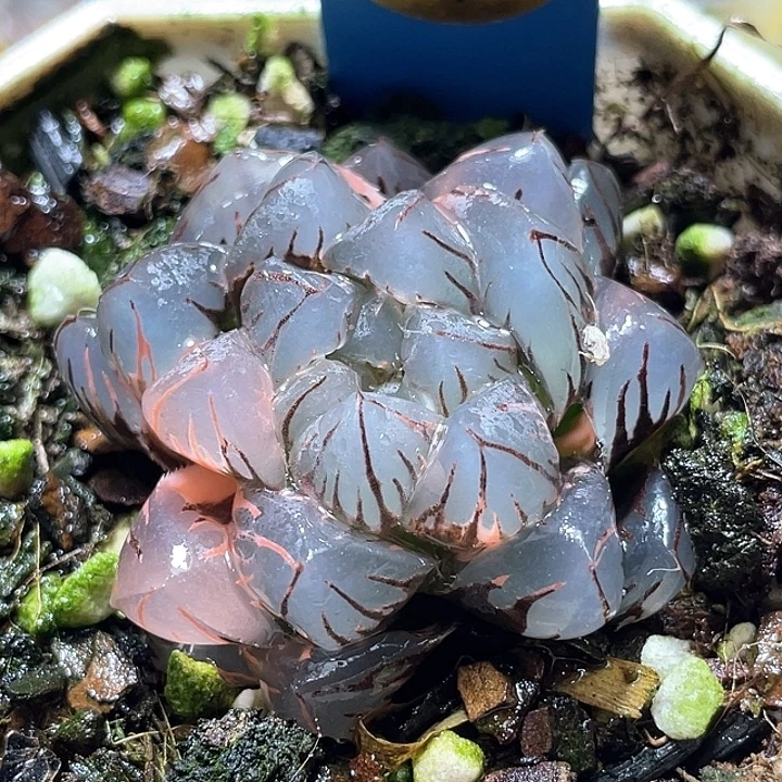 601水中月锦特选福利
