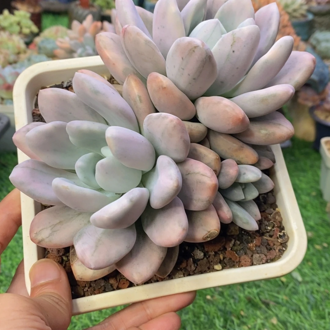 奥普锦三头群生一物一拍