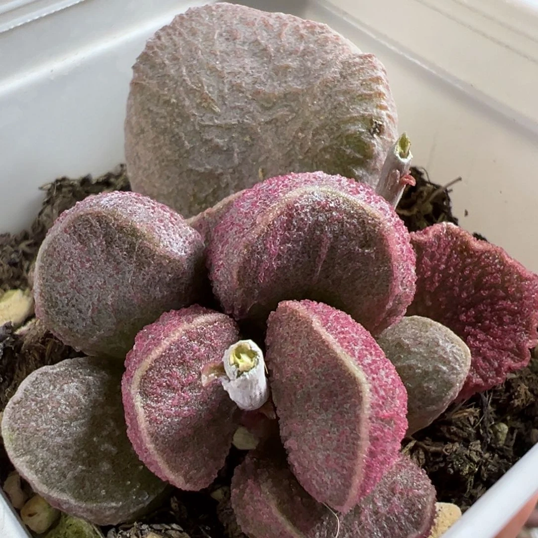 实生新品大苗多肉植物水泡