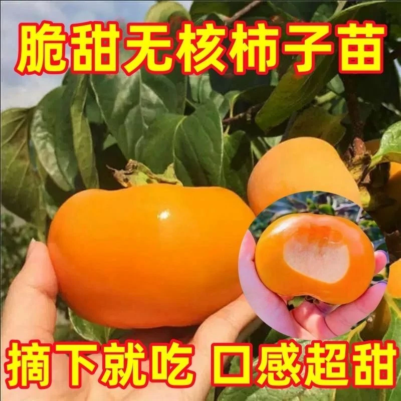 太秋.阳丰.火晶.脆甜柿子树苗地栽盆栽庭院