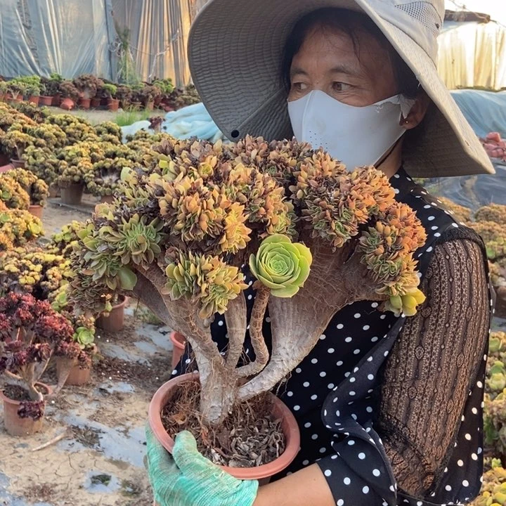 蔗***子683玫瑰缀化老桩老桩