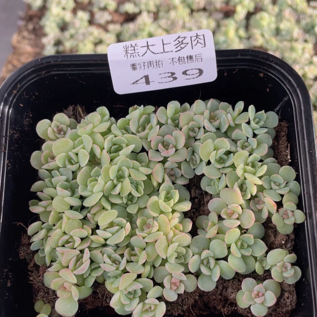 云糖心多肉植物439