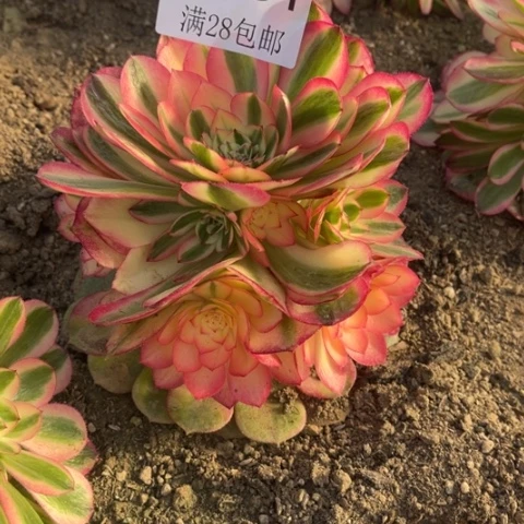 荔枝多肉多肉5031