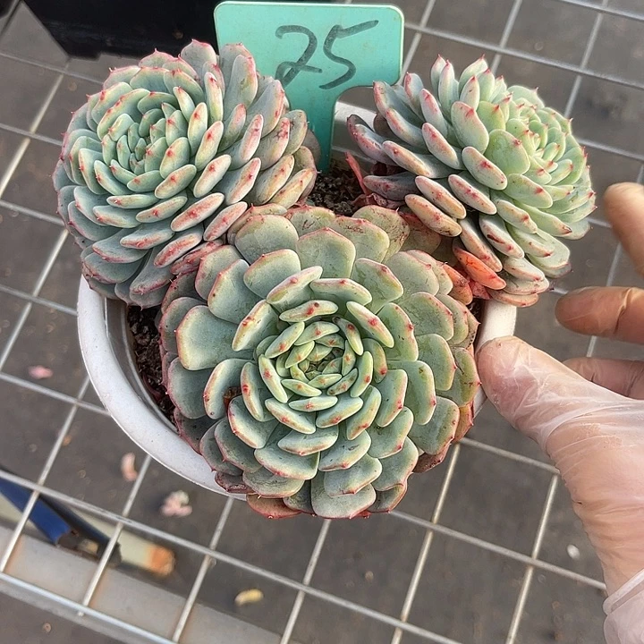 两单包邮，一物一拍25白胖子