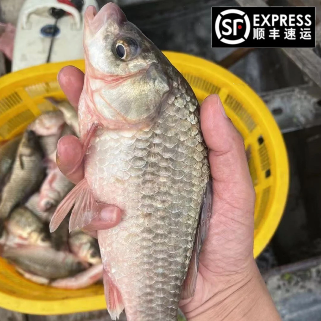 顺丰发微山湖区野生鲫鱼老渔民捕捞新鲜河鱼新鲜鲫鱼杀鱼损耗18%