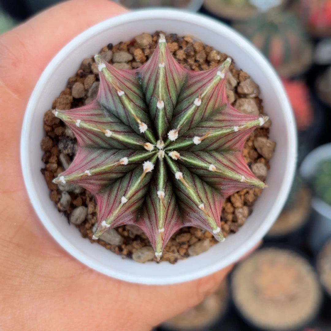 泰系米哈实生胭脂肋骨101