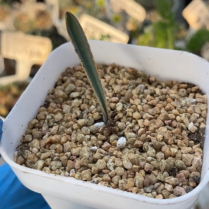 817蛞yu弹簧草一一带盆一一一一